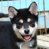 柴犬(標準サイズ)