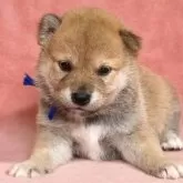 柴犬(標準サイズ)