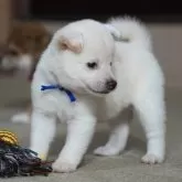 柴犬(標準サイズ)