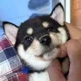 柴犬(標準サイズ)