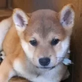 柴犬(標準サイズ)