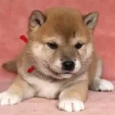 柴犬(標準サイズ)