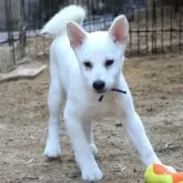 柴犬(標準サイズ)
