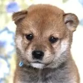 柴犬(標準サイズ)