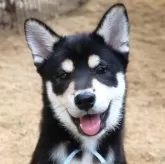 柴犬(標準サイズ)