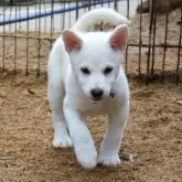 柴犬(標準サイズ)