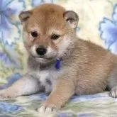 柴犬(標準サイズ)