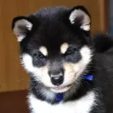 柴犬(標準サイズ)
