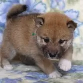 柴犬(標準サイズ)
