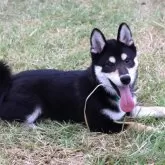 柴犬(標準サイズ)