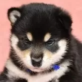 柴犬(標準サイズ)