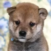 柴犬(標準サイズ)