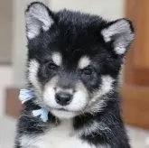 柴犬(標準サイズ)