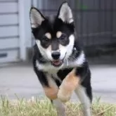 柴犬(標準サイズ)