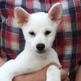 柴犬(標準サイズ)