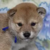 柴犬(標準サイズ)
