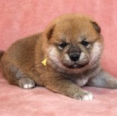 柴犬(標準サイズ)