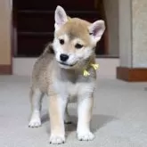 柴犬(標準サイズ)