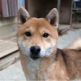 柴犬(標準サイズ)