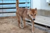 柴犬(標準サイズ)【和歌山県・男の子・2024年9月4日・赤】の写真2