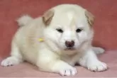 柴犬(標準サイズ)【和歌山県・女の子・2025年7月29日・白】の写真2