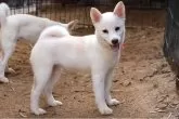 柴犬(標準サイズ)【和歌山県・女の子・2025年4月12日・白】の写真2