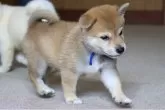 柴犬(標準サイズ)【和歌山県・男の子・2025年8月5日・赤】の写真2
