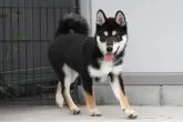 柴犬(標準サイズ)【和歌山県・男の子・2025年4月6日・黒】の写真3