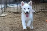柴犬(標準サイズ)【和歌山県・女の子・2025年4月12日・白】の写真3