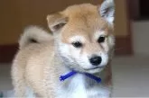 柴犬(標準サイズ)【和歌山県・男の子・2025年8月5日・赤】の写真3