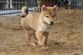 柴犬(標準サイズ)【和歌山県・男の子・2024年8月8日・赤】の写真4