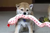 柴犬(標準サイズ)【和歌山県・男の子・2025年8月5日・赤】の写真4