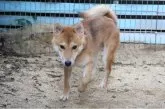 柴犬(標準サイズ)【和歌山県・男の子・2024年9月4日・赤】の写真4