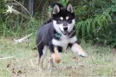 柴犬(標準サイズ)【和歌山県・男の子・2025年4月6日・黒】の写真4