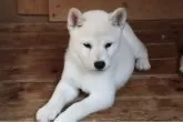 柴犬(標準サイズ)【和歌山県・男の子・2025年8月5日・白】の写真5
