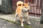 柴犬(標準サイズ)【・女の子・2023年1月30日・赤】