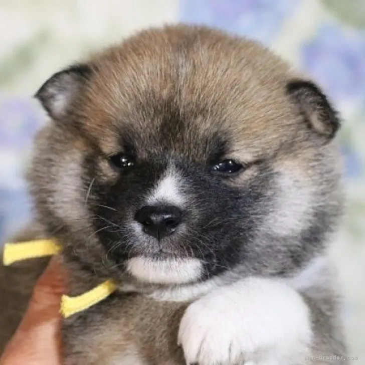 ID:2301-03606の子犬