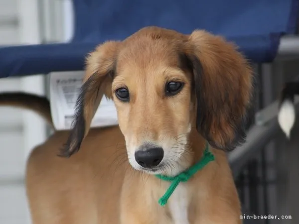 Ｒ-35 様のお迎えした子犬