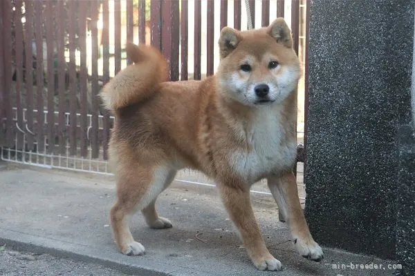 ID：2202-00870の子犬