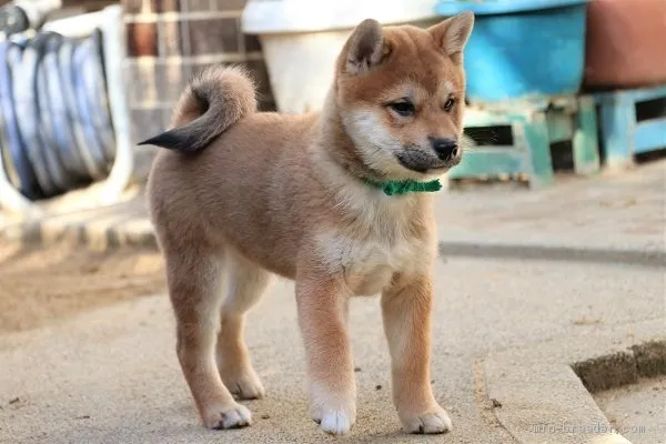 ID：2011-02998の子犬