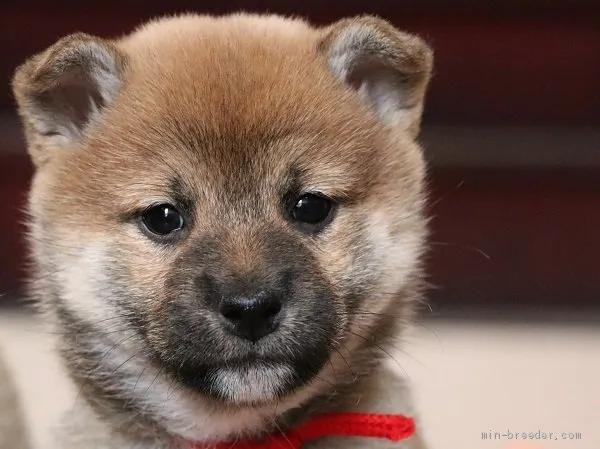 ID：2011-03001の子犬