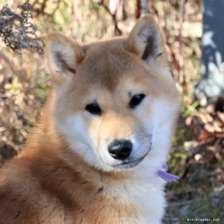 Y.S 様のお迎えした子犬