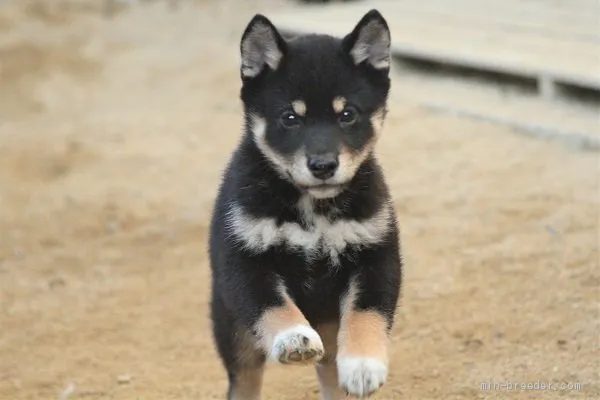 ID：1912-01876の子犬