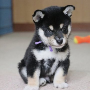 柴犬(標準サイズ)【和歌山県・男の子・2023年8月9日・黒】の写真「ぽっちゃりとして可愛い男の子」