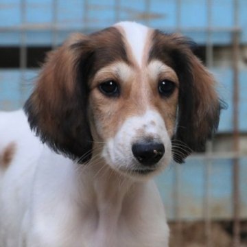 サルーキ【和歌山県・男の子・2023年4月23日・ホワイト&レッド】の写真「珍しい毛色の男の子」