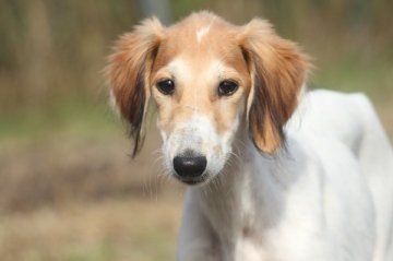 サルーキ【和歌山県・女の子・2019年7月29日・ホワイト&レッド】の写真「とても珍しい毛色の女の子」