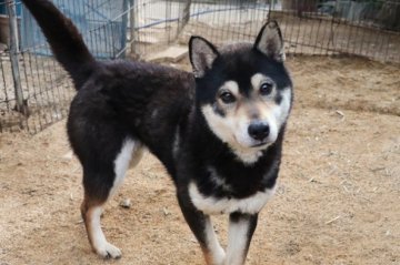 柴犬(標準サイズ)【和歌山県・男の子・2022年2月9日・黒】の写真「やさしくて力持ち」