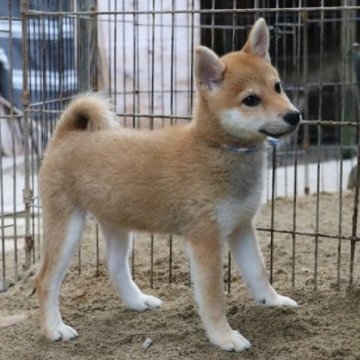 柴犬(標準サイズ)【和歌山県・女の子・2023年4月9日・赤】の写真「ぽっちゃりとして可愛い女の子」