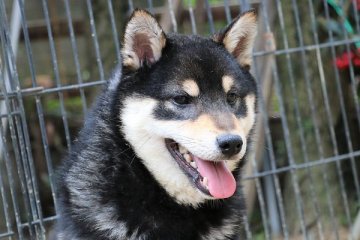 柴犬(標準サイズ)【和歌山県・男の子・2019年8月23日・黒】の写真「いい顔してる男の子です」