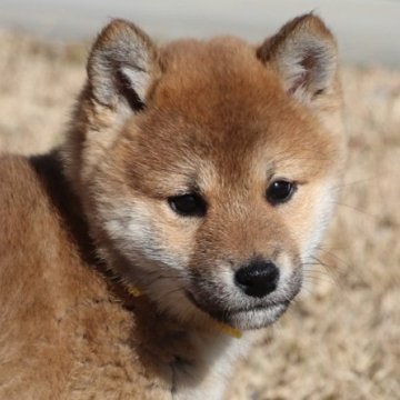柴犬(標準サイズ)【和歌山県・女の子・2023年11月20日・赤】の写真「ぽっちゃりとして可愛い女の子」